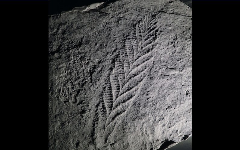 The Charnia fossil